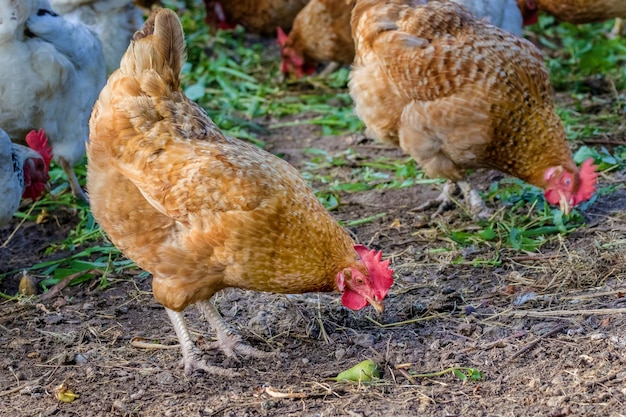 Chicken grazes in the farmyard yard