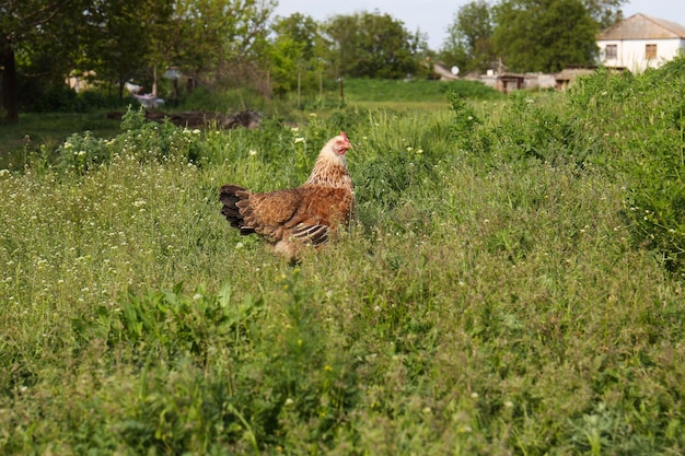 Chicken in green grass outdoors Rural life