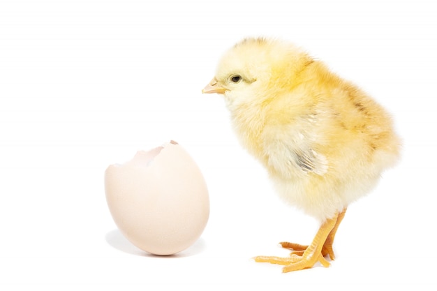 Photo chicken hatched from the shell