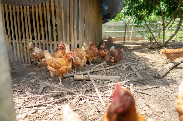農家が十分な経済を養う鶏の群れ。