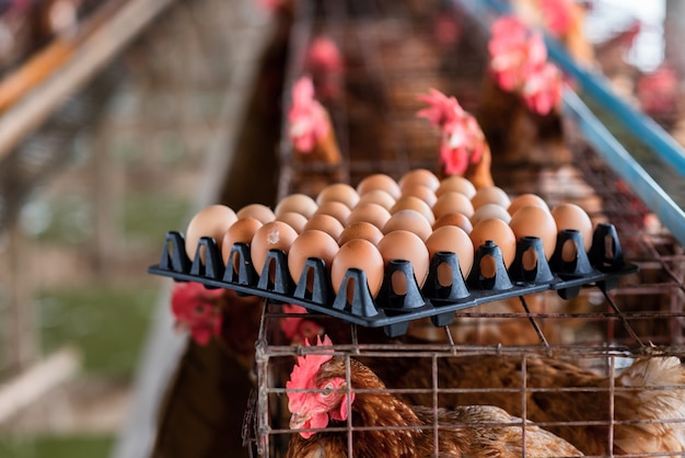 The chicken is looking at its eggs that are going to be sold