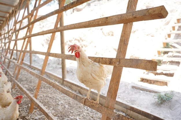 A chicken is standing in a fenced in area.