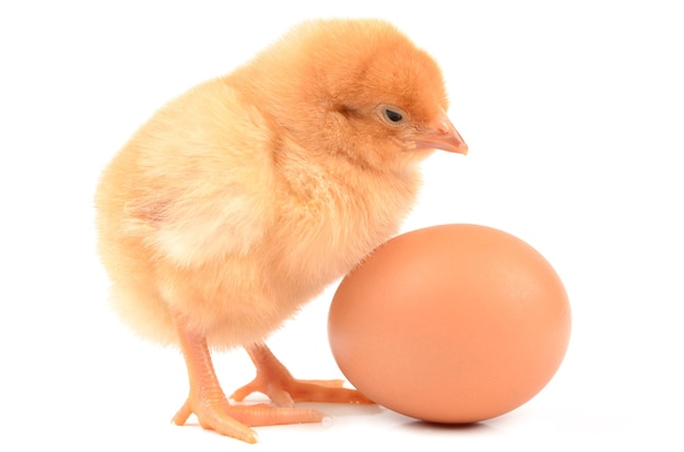 Chicken isolated on white