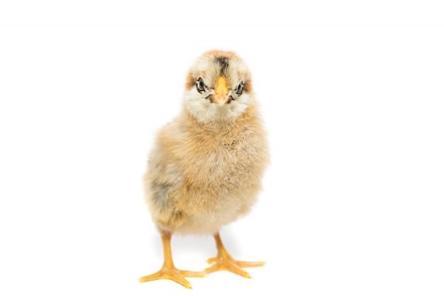 Chicken isolated on white