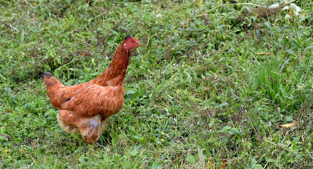 Chicken let loose on the yard