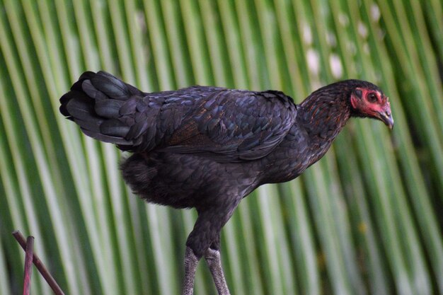 Pollo che vive all'aperto con erba di sfondo