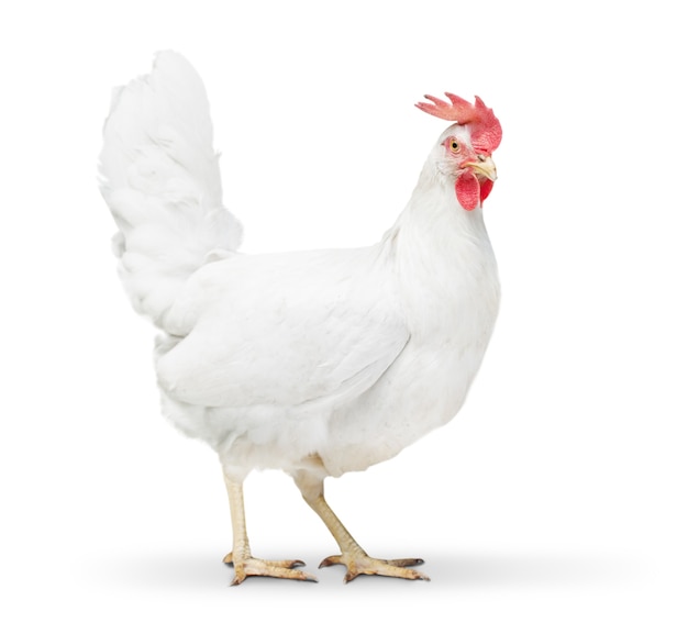 Chicken looking close to the floor. isolated on white