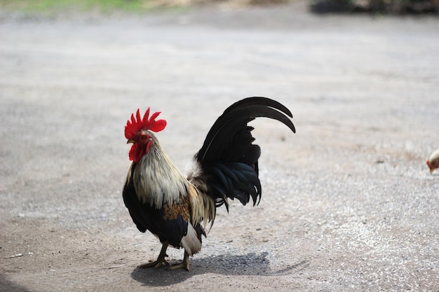 Chicken looking for food, close up