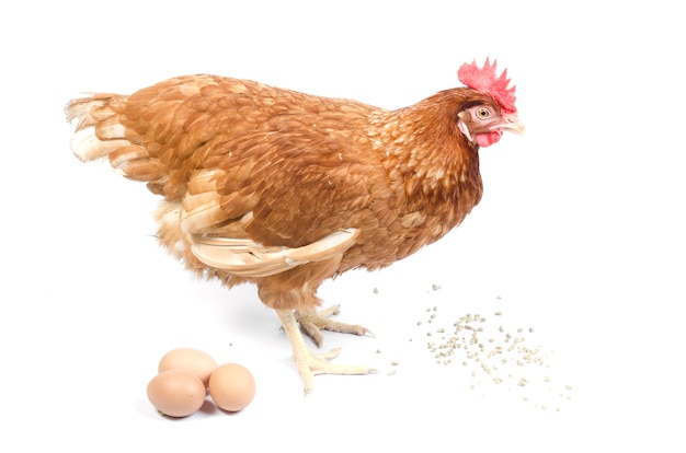 Курица в гнезде с яйцами, изолированные на белом