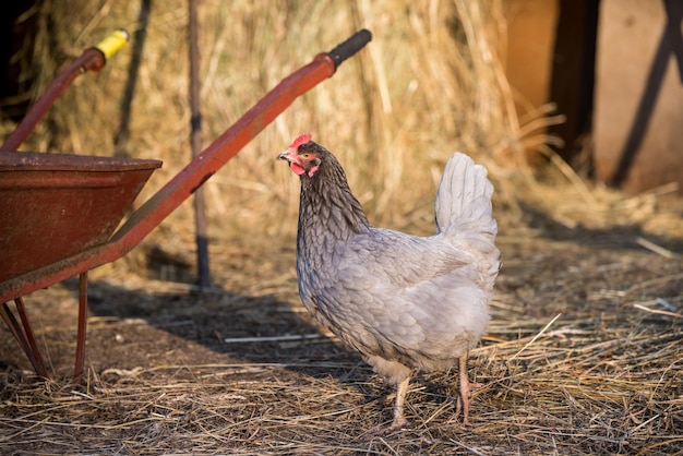 Chicken outside in the village on nature