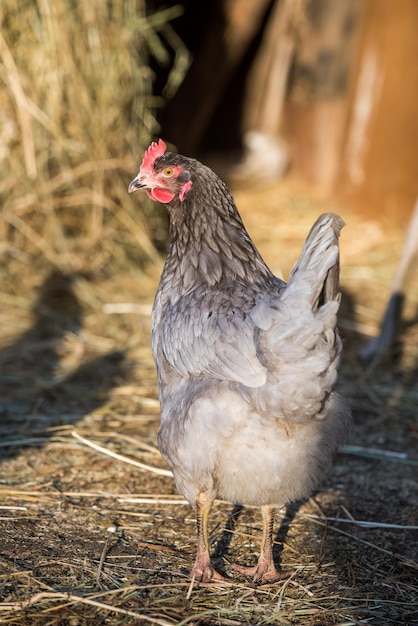 Chicken outside in the village on nature