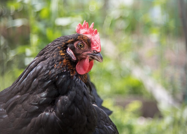 Chicken in the own garden close up of the head