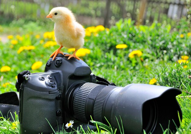 Foto pollo e macchina fotografica