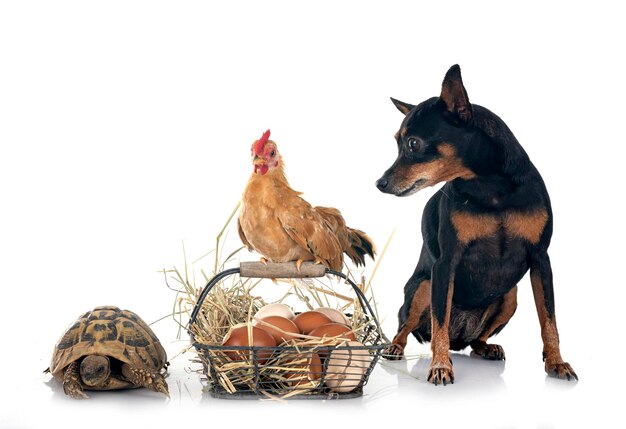 Photo chicken pinscher and turtle