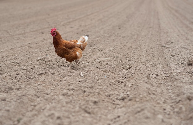 Foto pollo su un campo arato in primavera