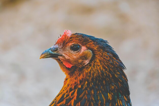 Photo chicken portrait on the farm