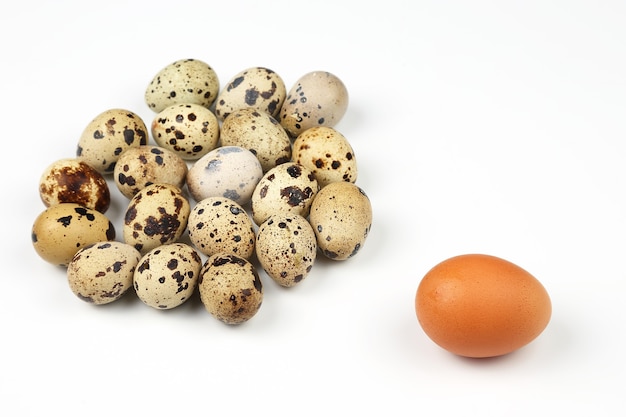 Foto pollo e uova di quaglia su sfondo bianco