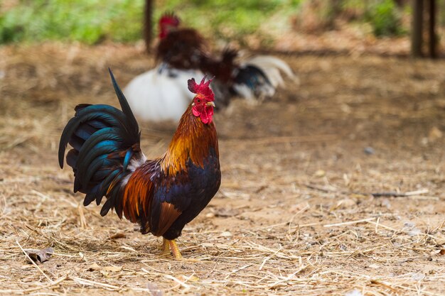 Chicken resting in a farm