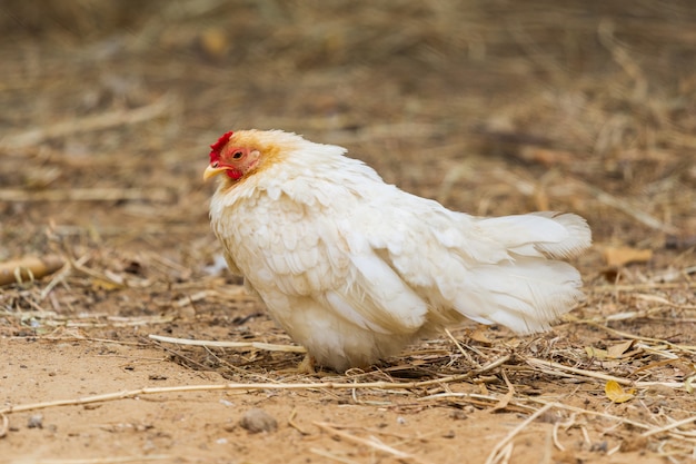 Курица отдыхает на ферме