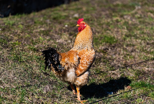 Chicken and rooster on a farm Free grazing Ecological farm