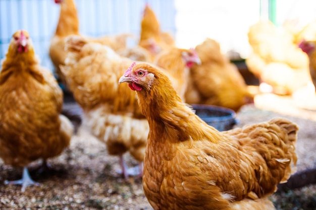 Chicken and rooster on a farm