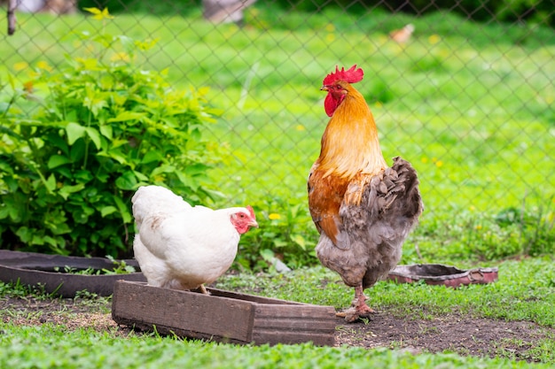 Chicken and rooster walk in the yard