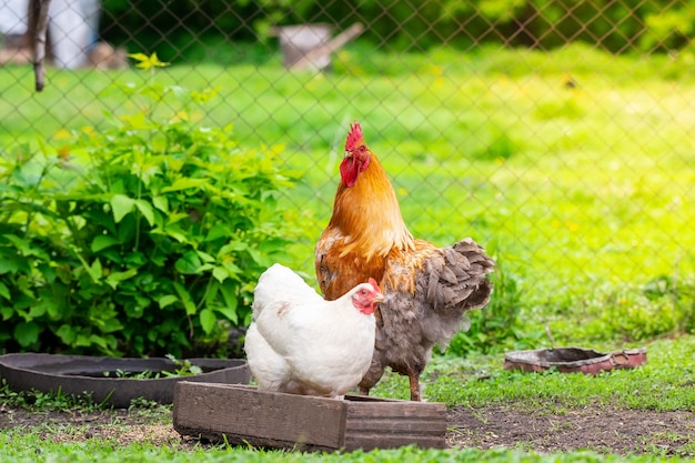 Цыпленок и петух гуляют во дворе