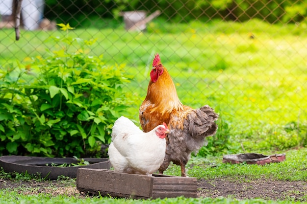 Chicken and rooster walk in the yard