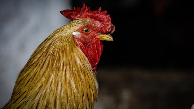 chicken, rooster with red comb and red beard