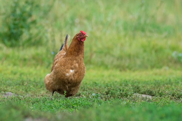 Il pollo corre sull'erba