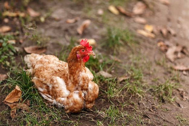 Chicken sitting on the grass