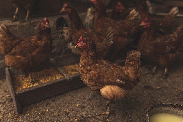 写真 鶏の立て方