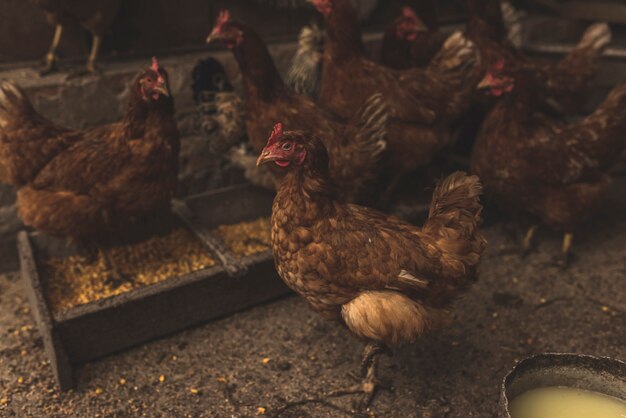 Chicken standing at manger