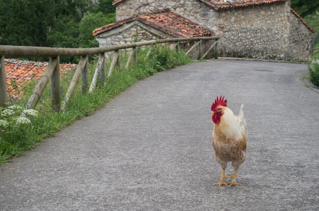 Foto pollo in piedi sulla strada