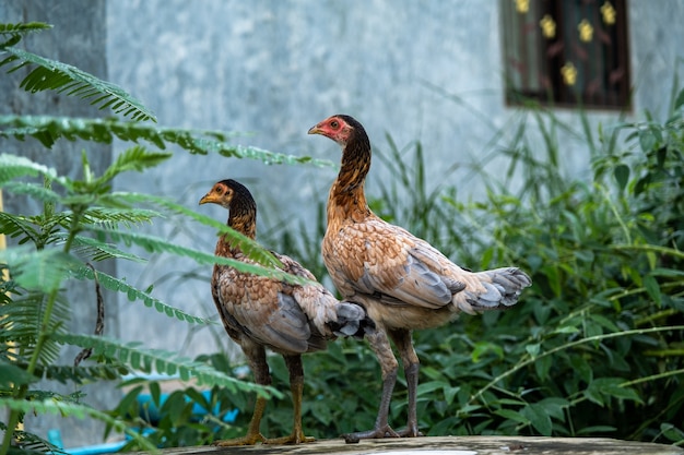 Foto il pollo in piedi su un giardino rurale in campagna. primo piano di un pollo in piedi su una tettoia nel cortile con pollaio.