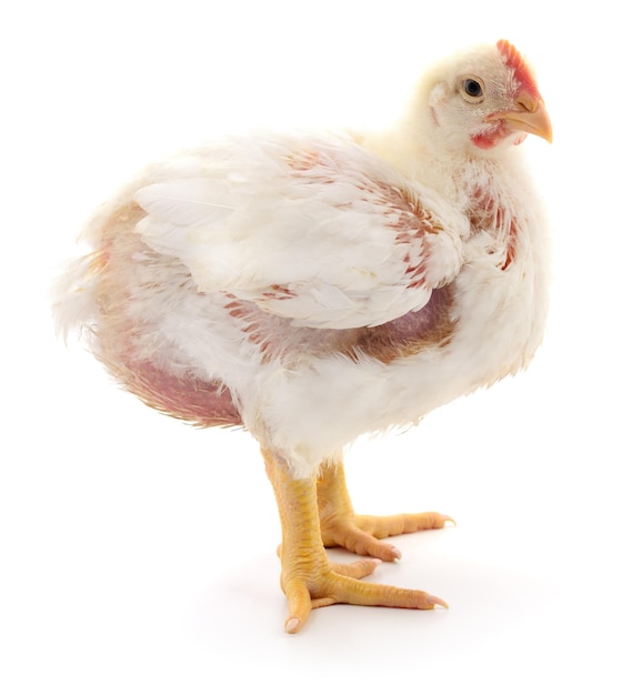 A chicken stands on a white background.