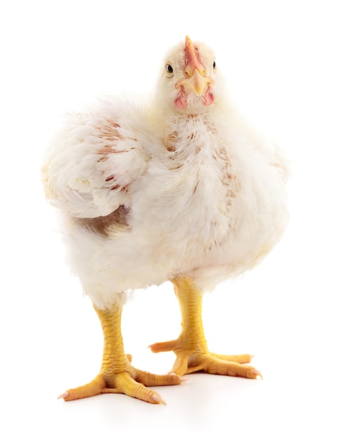 A chicken stands on a white background