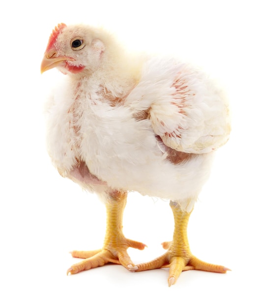 A chicken stands on a white background