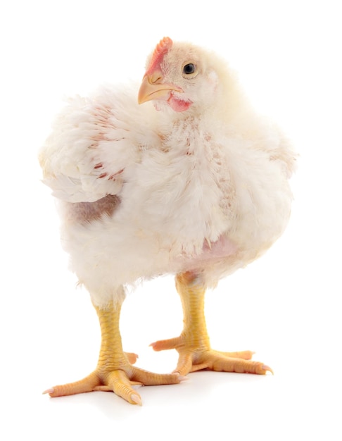 A chicken stands on a white background