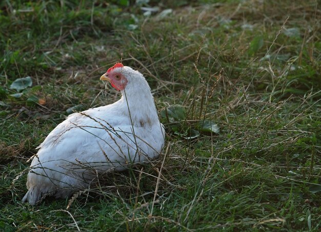 Foto pollo che cammina sull'erba