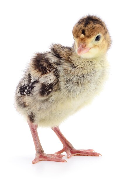 Chicken turkey isolated on a white background