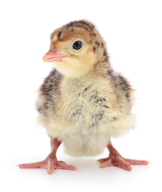 Chicken turkey isolated on a white background