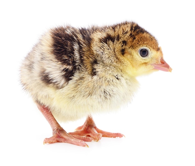 Chicken turkey isolated on a white background