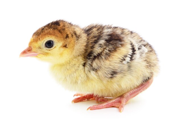 Chicken turkey isolated on a white background