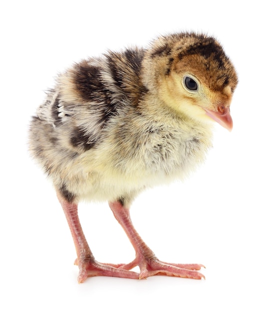 白い背景で隔離の鶏七面鳥