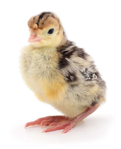 Chicken turkey isolated on a white background