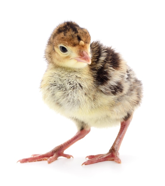 Chicken turkey isolated on a white background