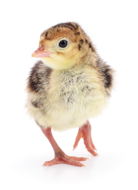 Chicken turkey isolated