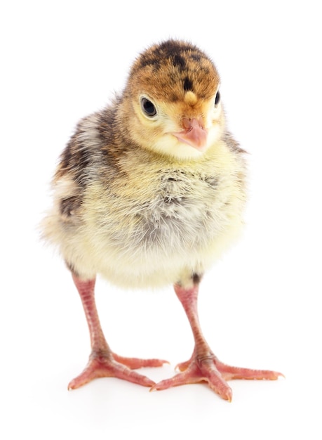 Chicken turkey isolated