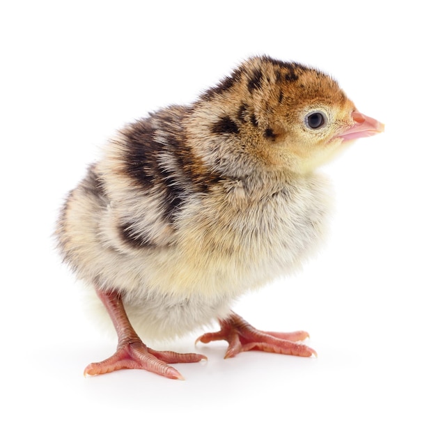 Chicken turkey isolated